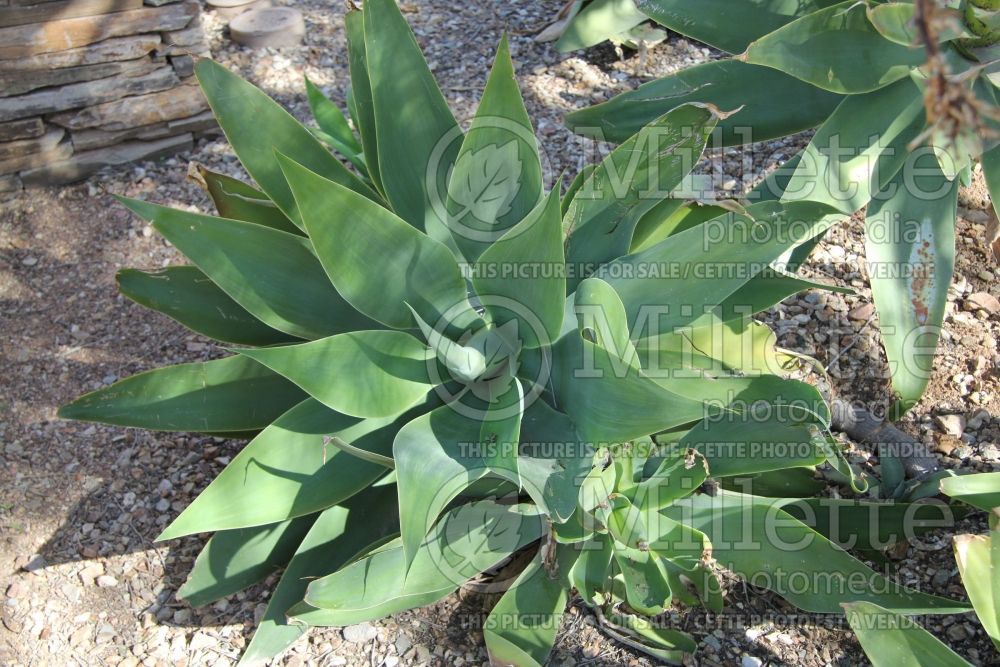 Agave attenuata (Agave cactus) 2