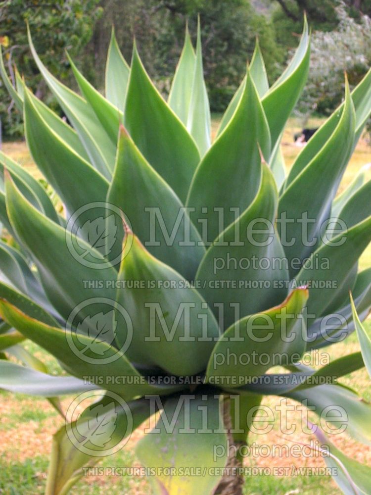 Agave attenuata (Agave cactus) 3