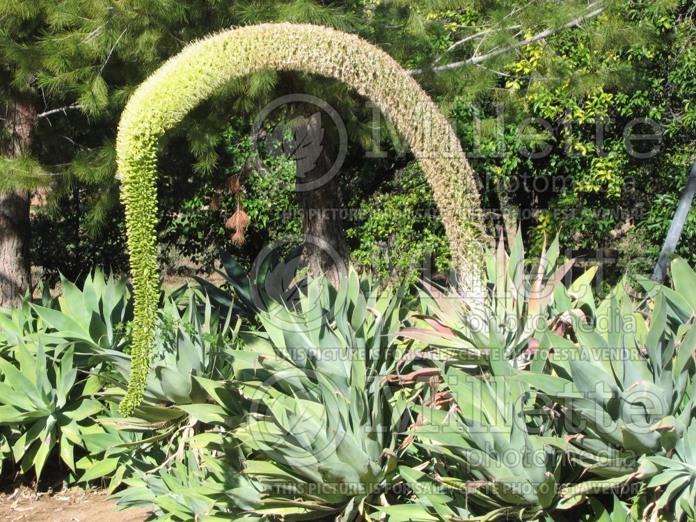 Agave attenuata (Agave cactus) 5