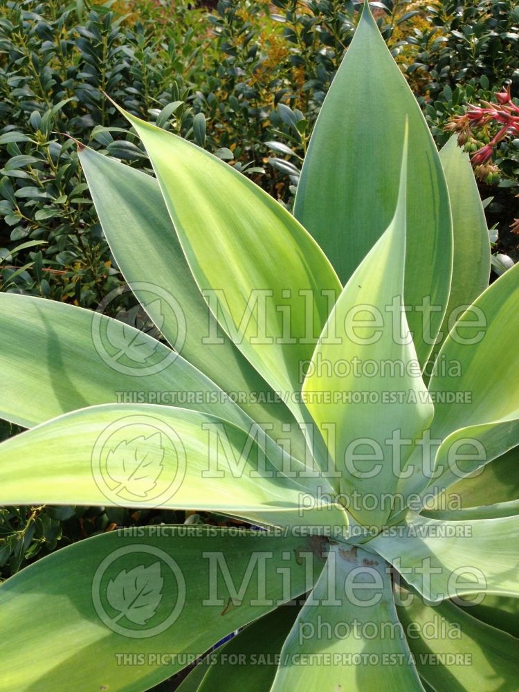 Agave Kara's Stripes (Agave  cactus) 1 