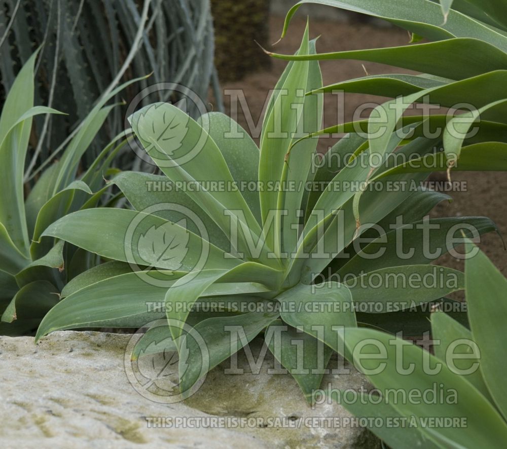 Agave attenuata (Agave cactus) 4