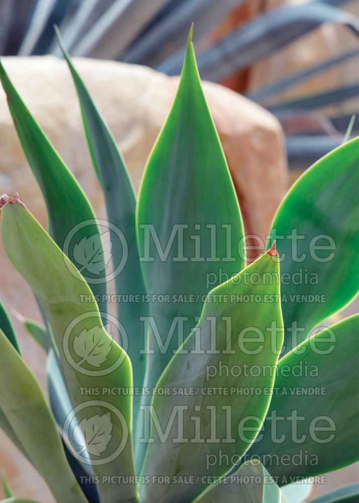 Agave attenuata (Agave cactus) 7