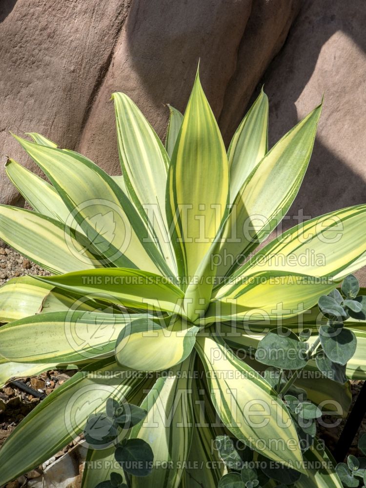 Agave attenuata variegata aka aureo-marginata (Agave  cactus) 7 