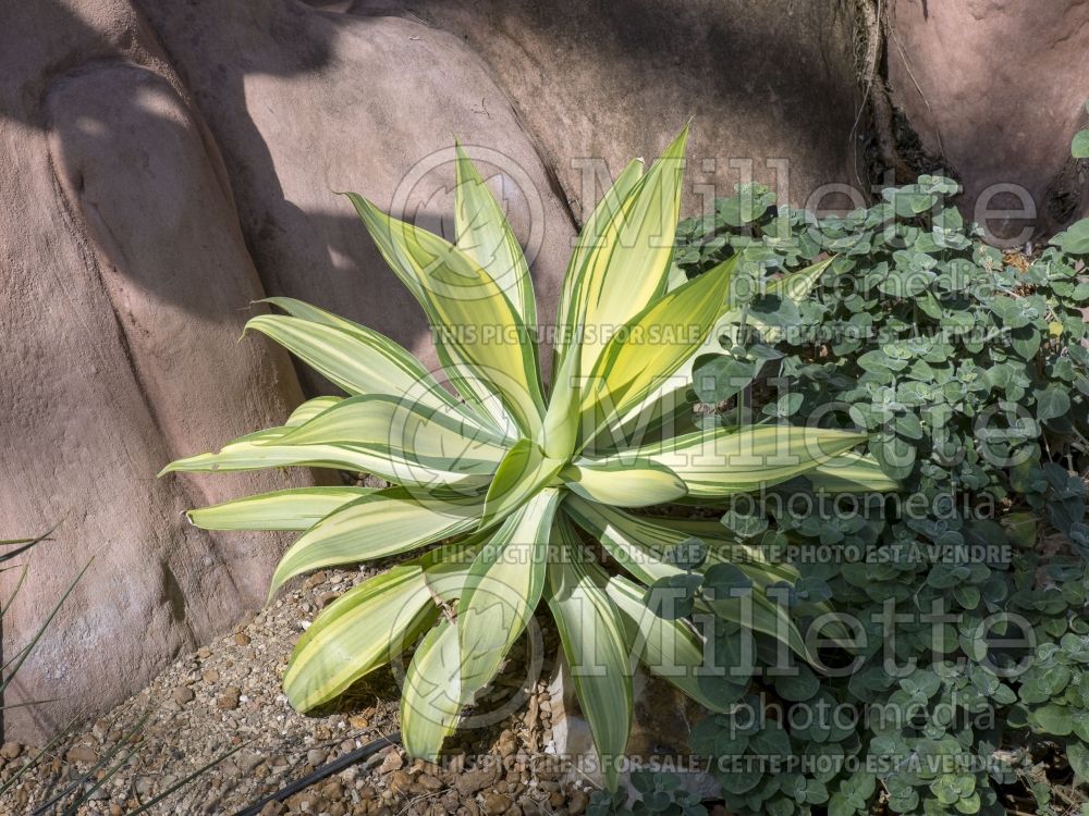 Agave attenuata variegata aka aureo-marginata (Agave  cactus) 5 