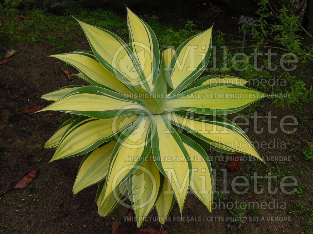 Agave attenuata variegata aka aureo-marginata (Agave  cactus) 2 