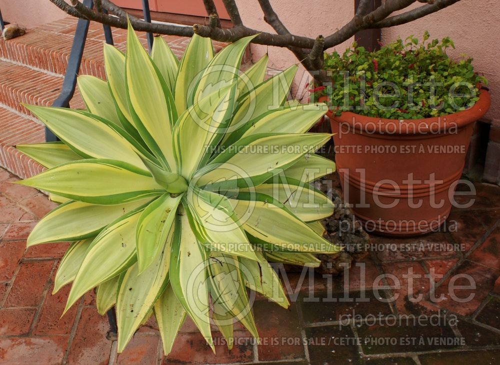 Agave attenuata variegata aka aureo-marginata (Agave  cactus) 4 