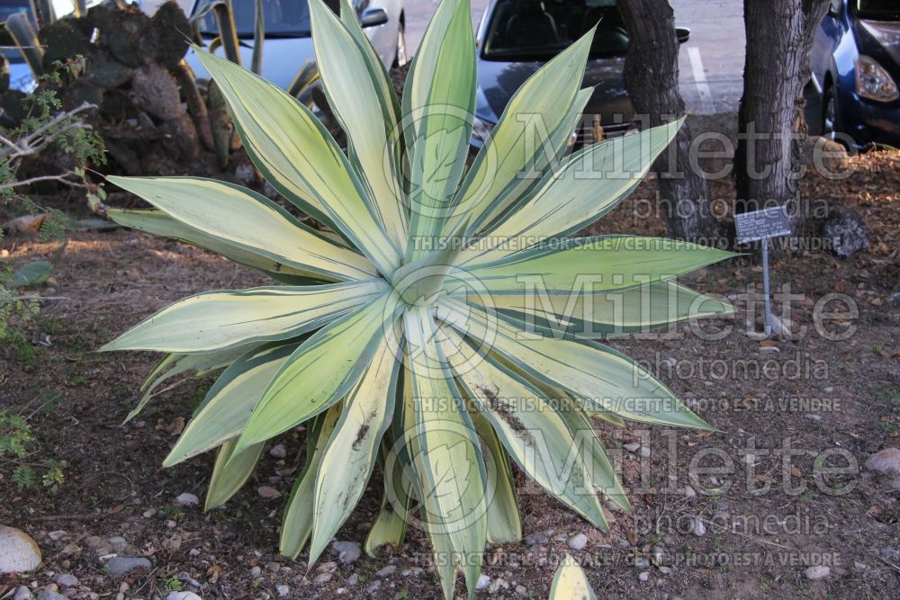 Agave attenuata variegata aka aureo-marginata (Agave  cactus) 1 