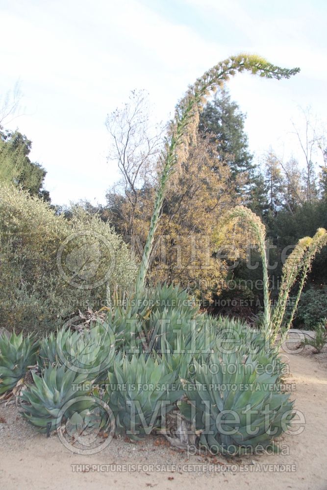 Agave Blue Flame (Agave cactus) 3 