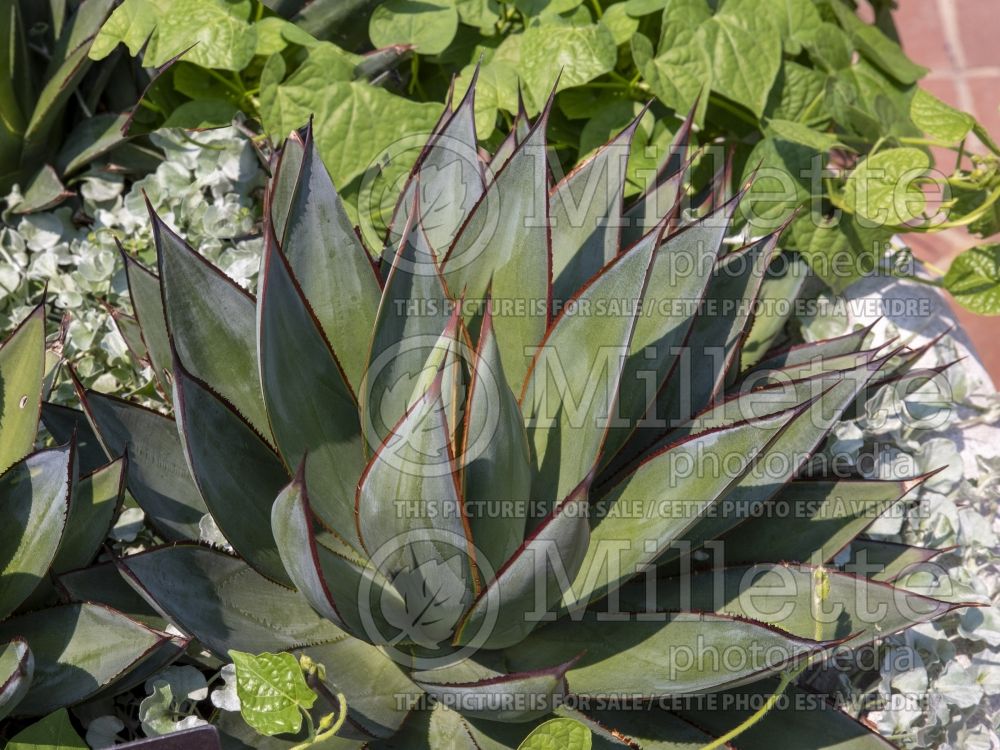 Agave Blue Glow (Agave cactus) 13 