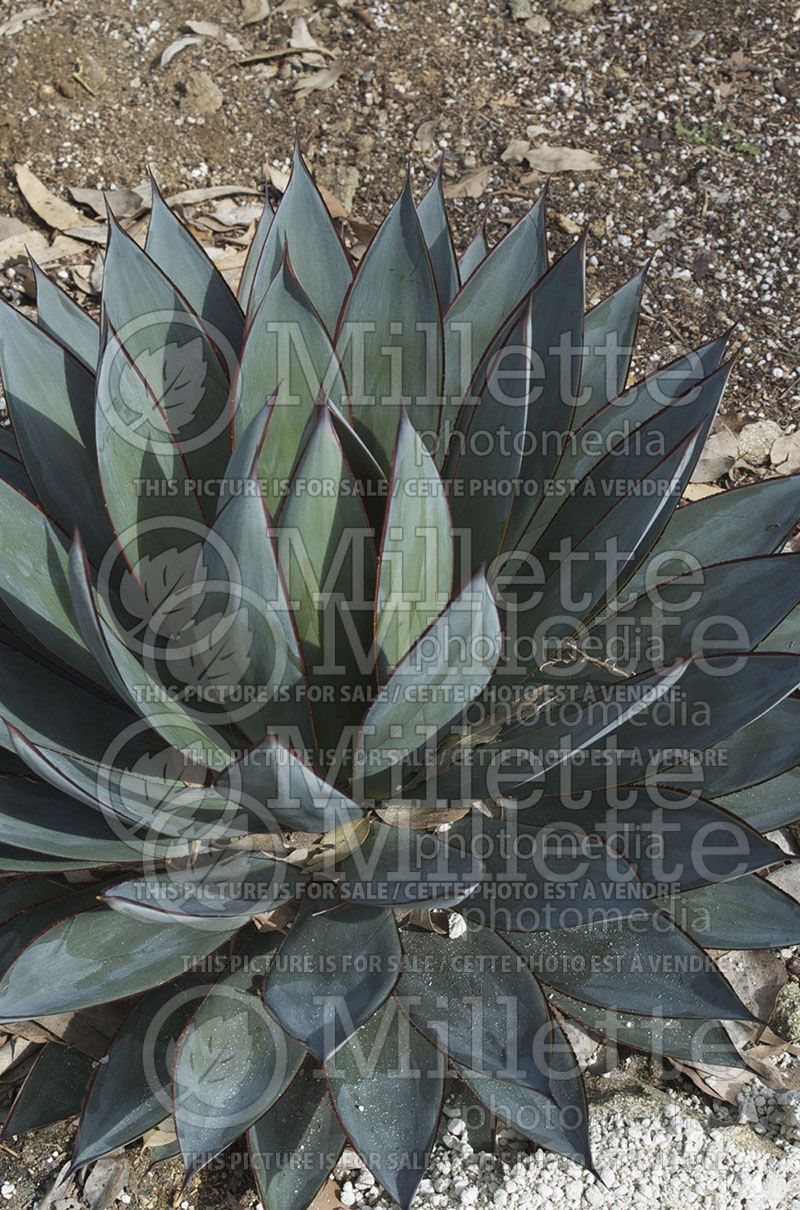 Agave Blue Glow (Agave cactus)  3