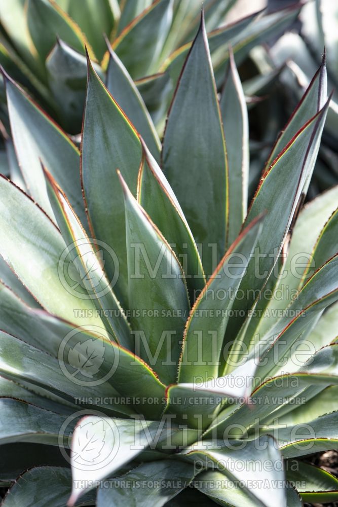 Agave Blue Glow (Agave cactus) 11 