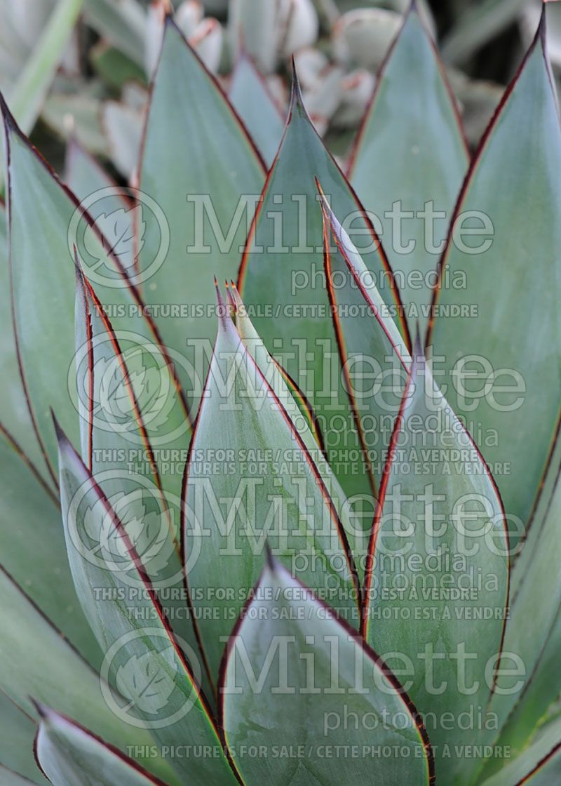 Agave Blue Glow (Agave cactus)  2