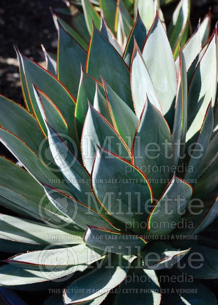 Agave Blue Glow (Agave cactus) 8 