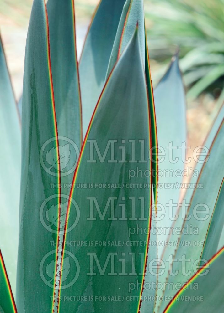 Agave Blue Glow (Agave cactus) 9 