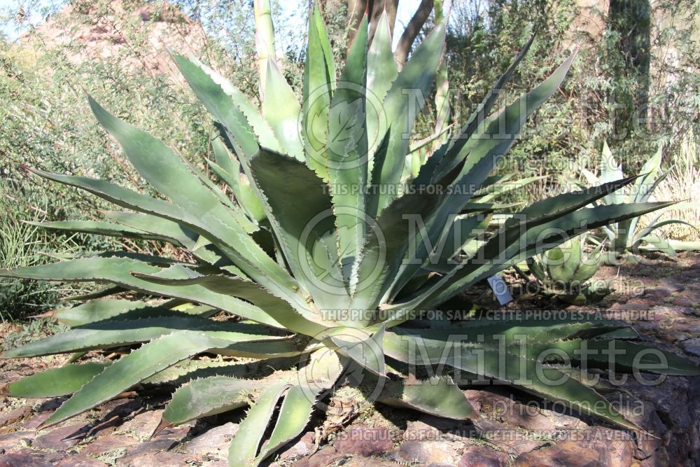 Agave bovicornuta (Cow Horn Agave cactus) 1  