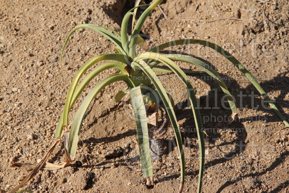 Agave bracteosa (spider agave or squid agave cactus) 1  