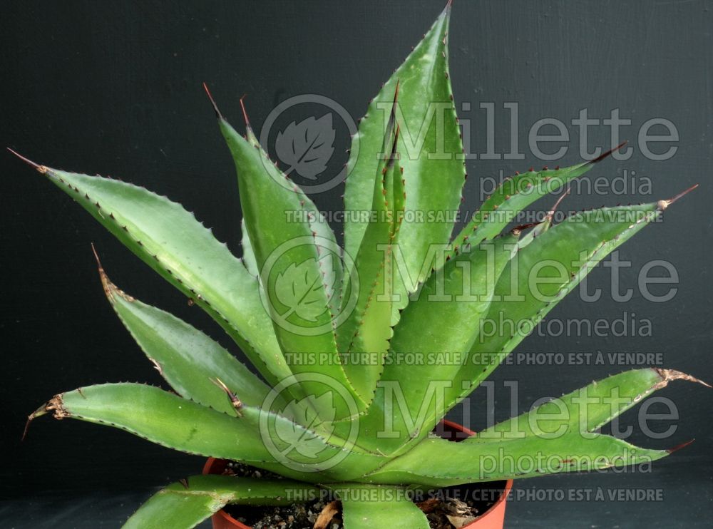 Agave chiapensis (Agave cactus) 1 