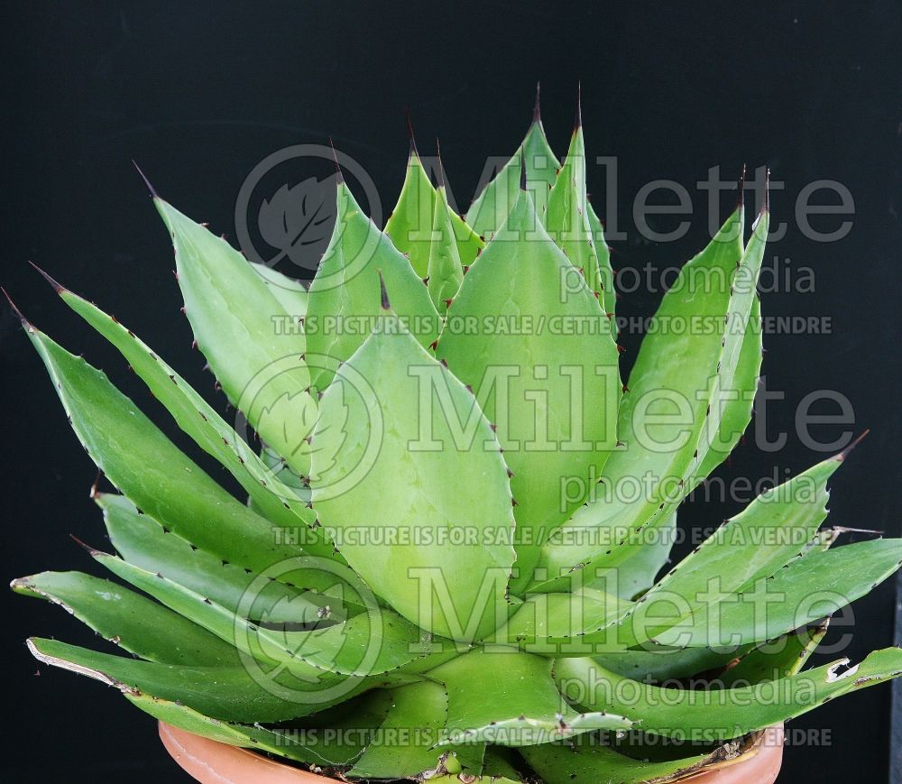Agave chiapensis (Agave cactus) 2 