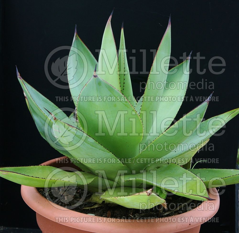 Agave chiapensis (Agave cactus) 3 