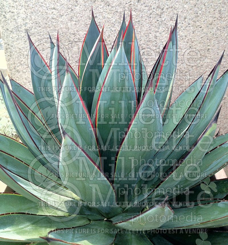 Agave Blue Glow (Agave cactus)  1