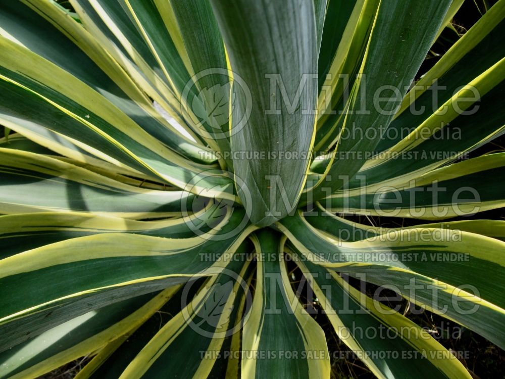 Agave des Variagata (Agave cactus) 6  