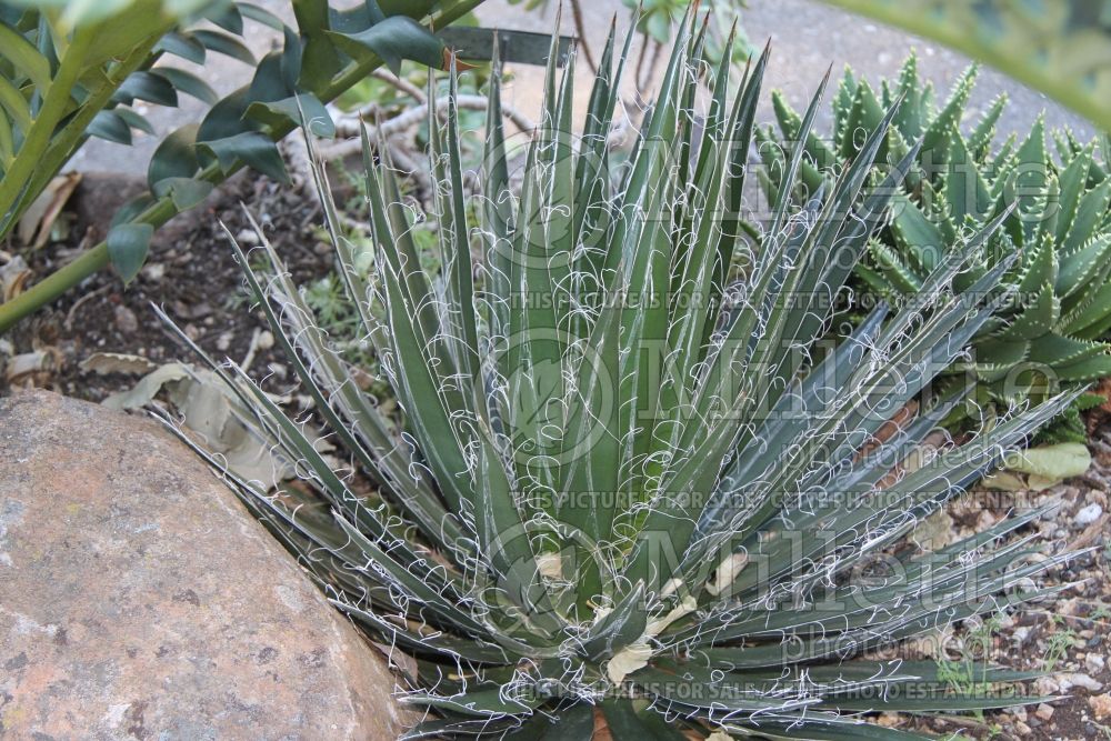 Agave filifera ssp. schidigera (Agave, cactus) 1 