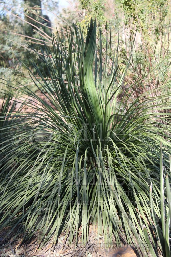 Agave geminiflora (Twin-flowered Agave cactus) 1  