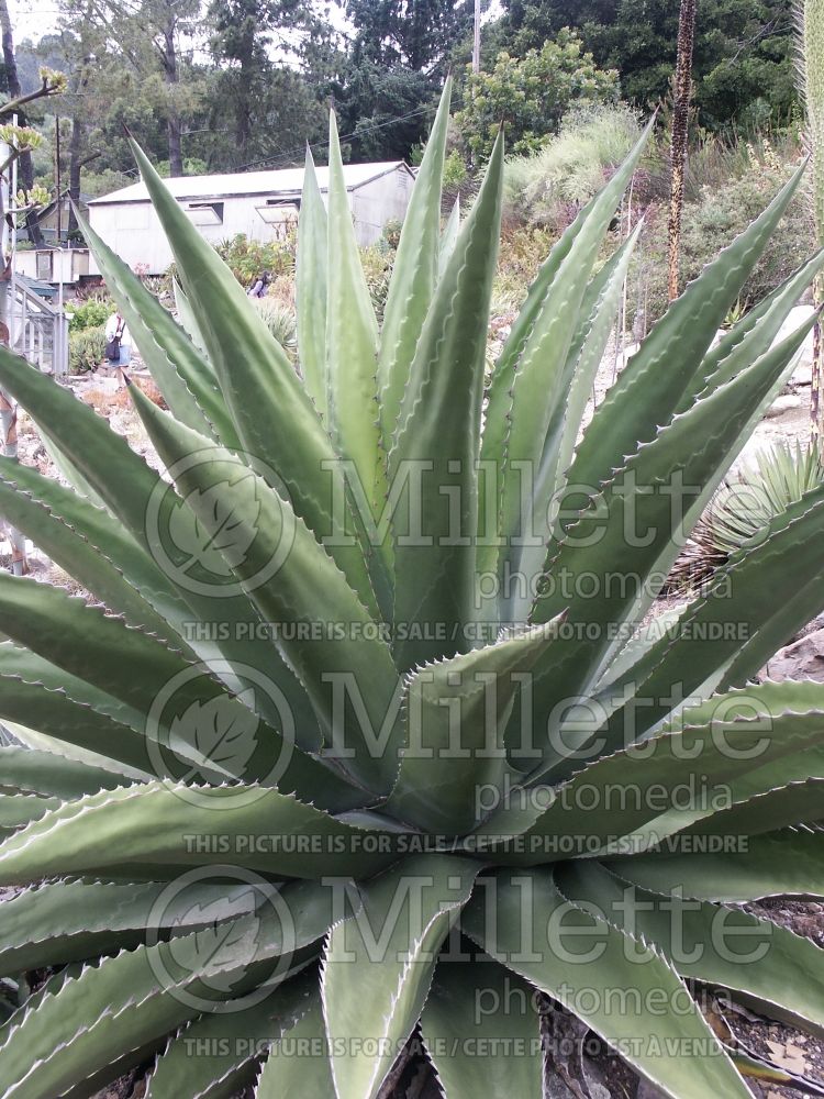 Agave gentryi (Agave cactus) 3 