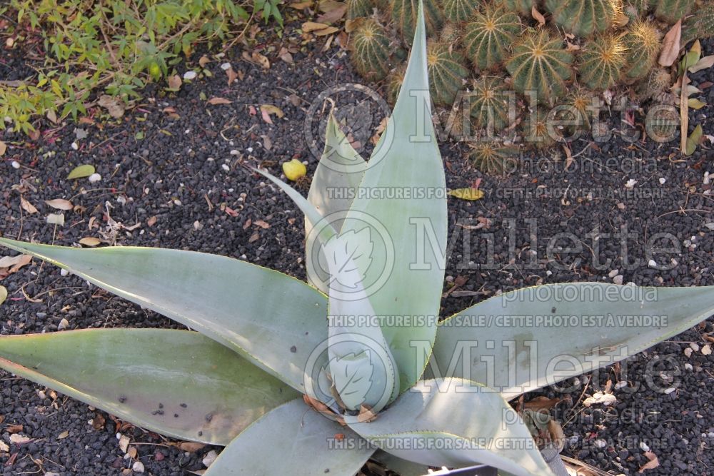 Agave guiengola (agave cactus) 1  