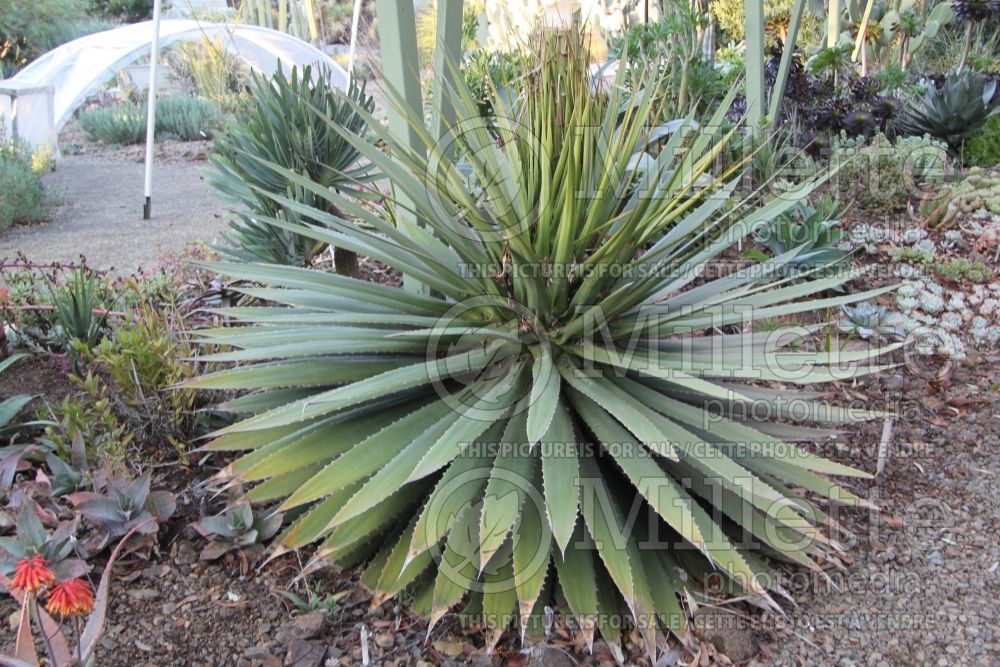 Agave horrida (Hedgehog agave, rabo de léon cactus) 1 