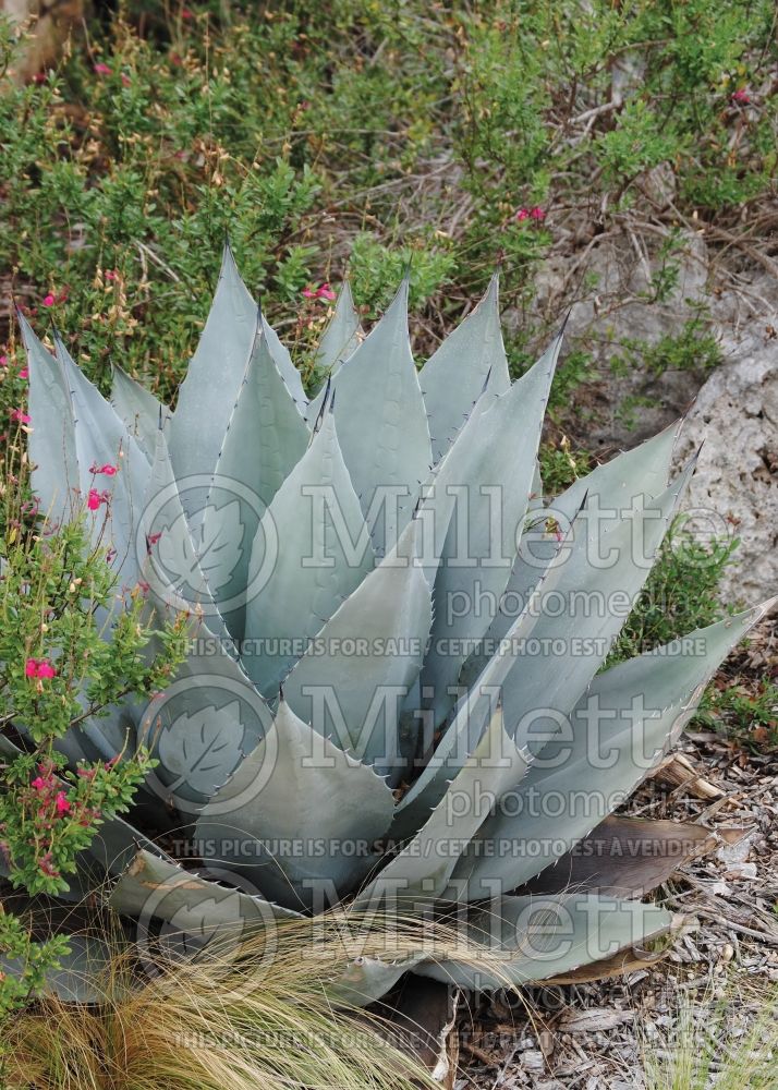 Agave ovatifolia (Whale's Tongue Agave) 1 