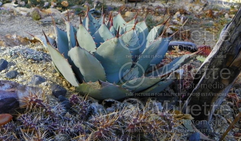 Agave palmeri (Palmer’s Agave cactus) 2  