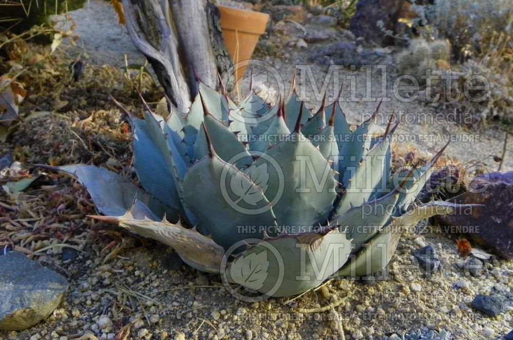 Agave palmeri (Palmer’s Agave cactus) 1  