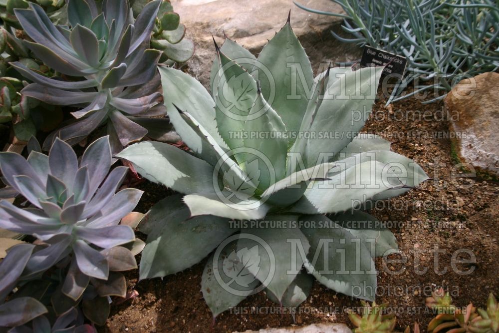 Agave parryi (Agave, cactus) 2 