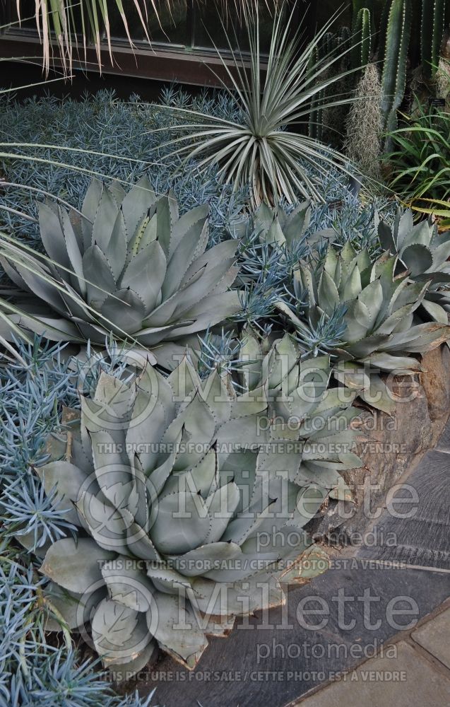 Agave parryi (Agave, cactus) 4 