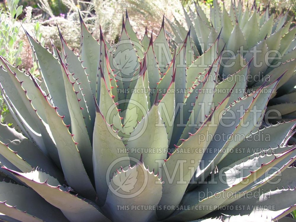 Agave parryi (Agave, cactus) 3 