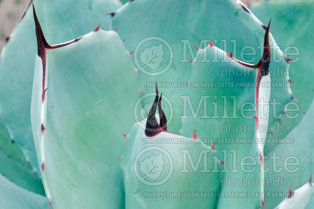 Agave parryi var truncata (Agave cactus) 6 