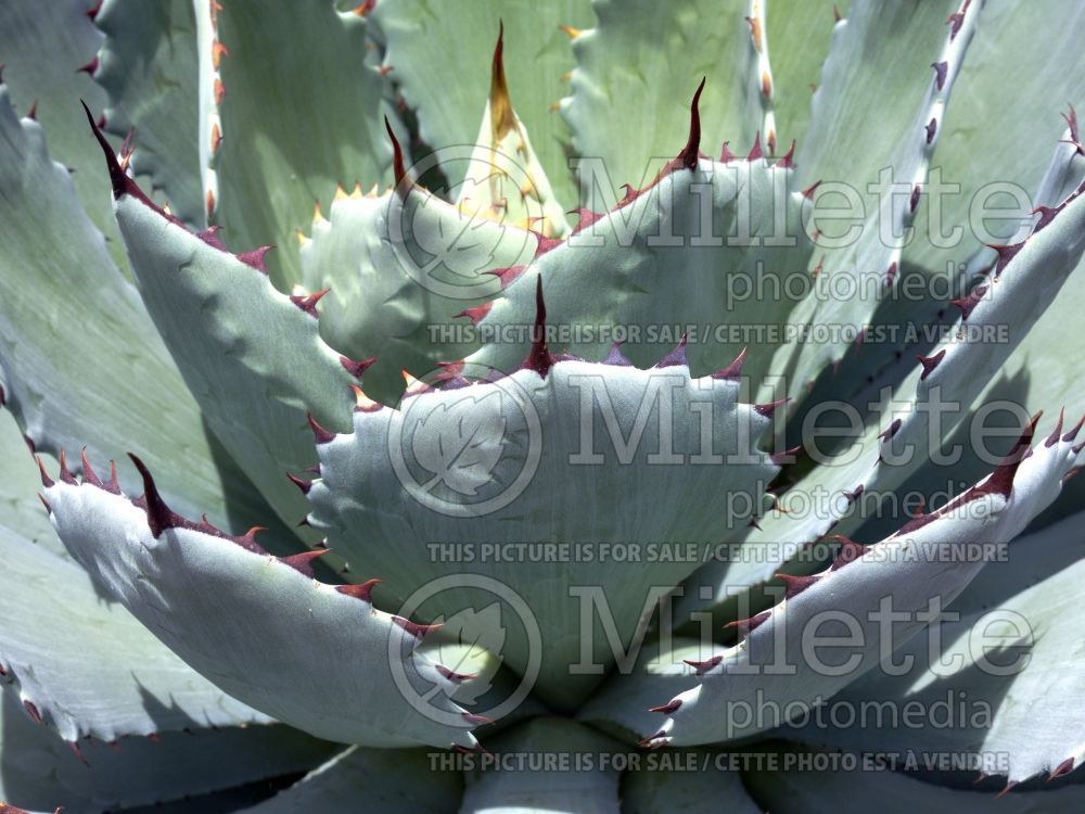 Agave parryi var truncata (Artichoke Agave cactus) 3 