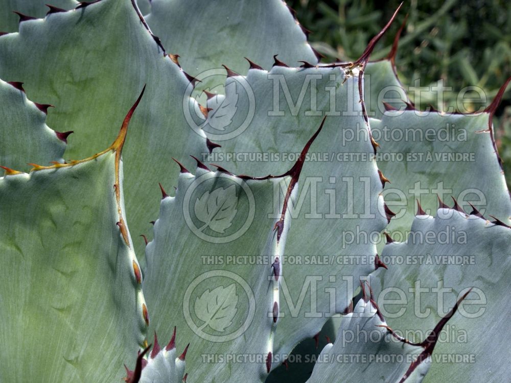 Agave parryi var truncata (Artichoke Agave cactus) 4 