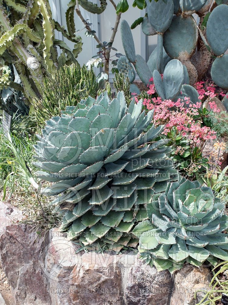 Agave parryi var truncata (Artichoke Agave cactus) 1 