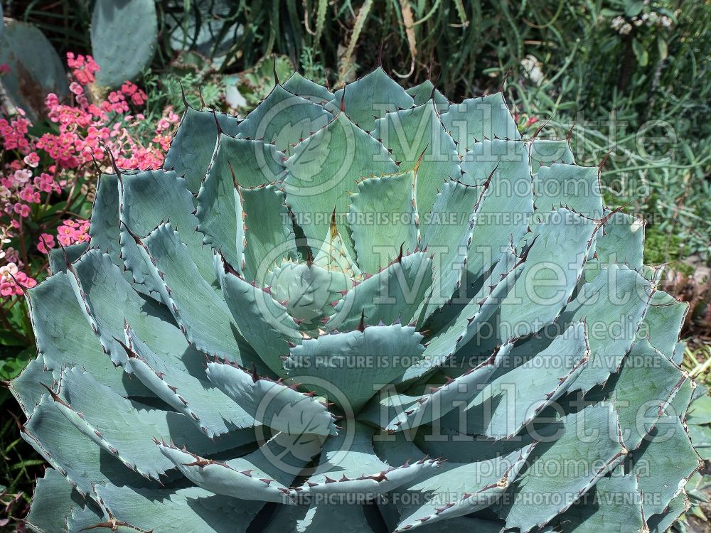 Agave parryi var truncata (Artichoke Agave cactus) 2 