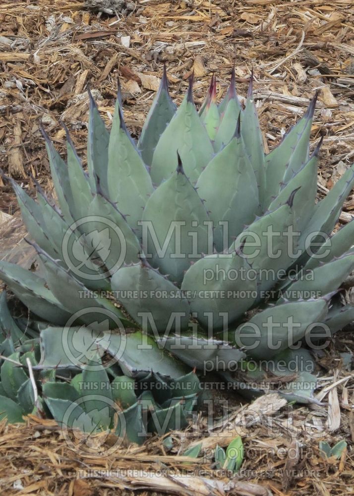 Agave parryi var truncata (Artichoke Agave cactus) 8 