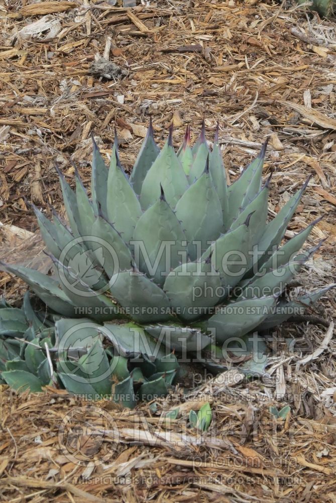 Agave parryi var truncata (Artichoke Agave cactus) 7 