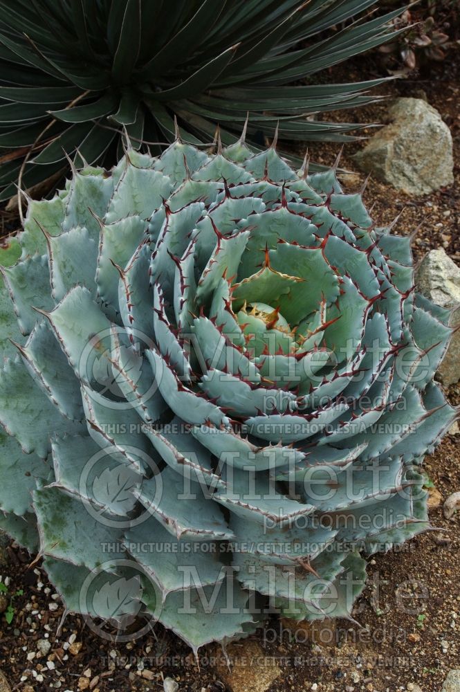 Agave Kichijokan (Agave cactus) 1