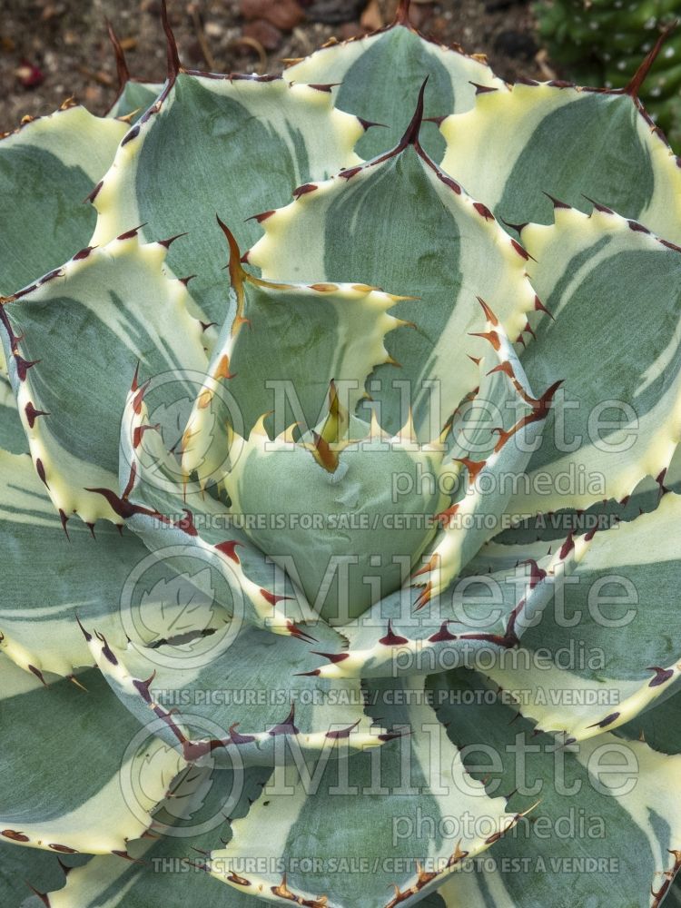 Agave Kissho Kan (Agave cactus) 3 