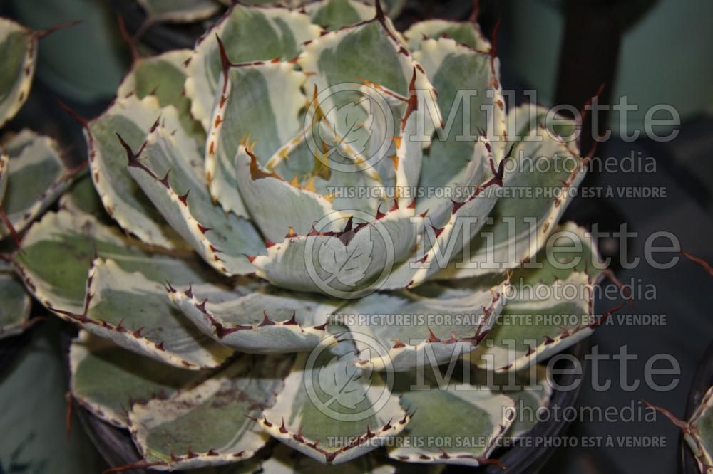 Agave Kissho Kan (Agave cactus) 1