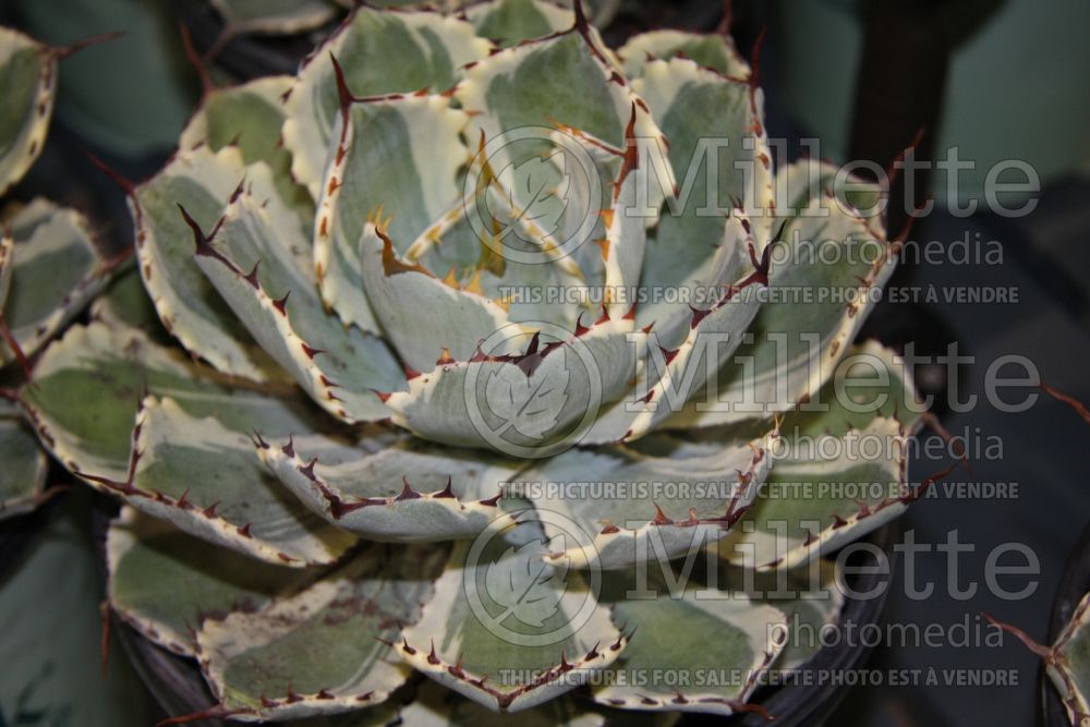 Agave Kissho Kan (Agave cactus) 1 