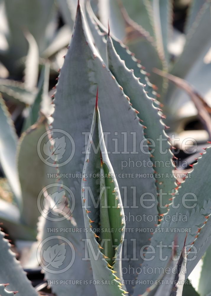 Agave Silver Surfer (Whale's Tongue Agave) 2 