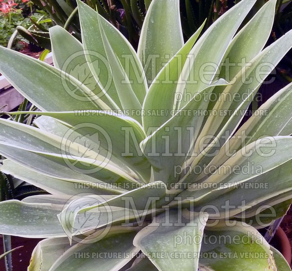 Agave Ray of Light (Agave cactus) 1 