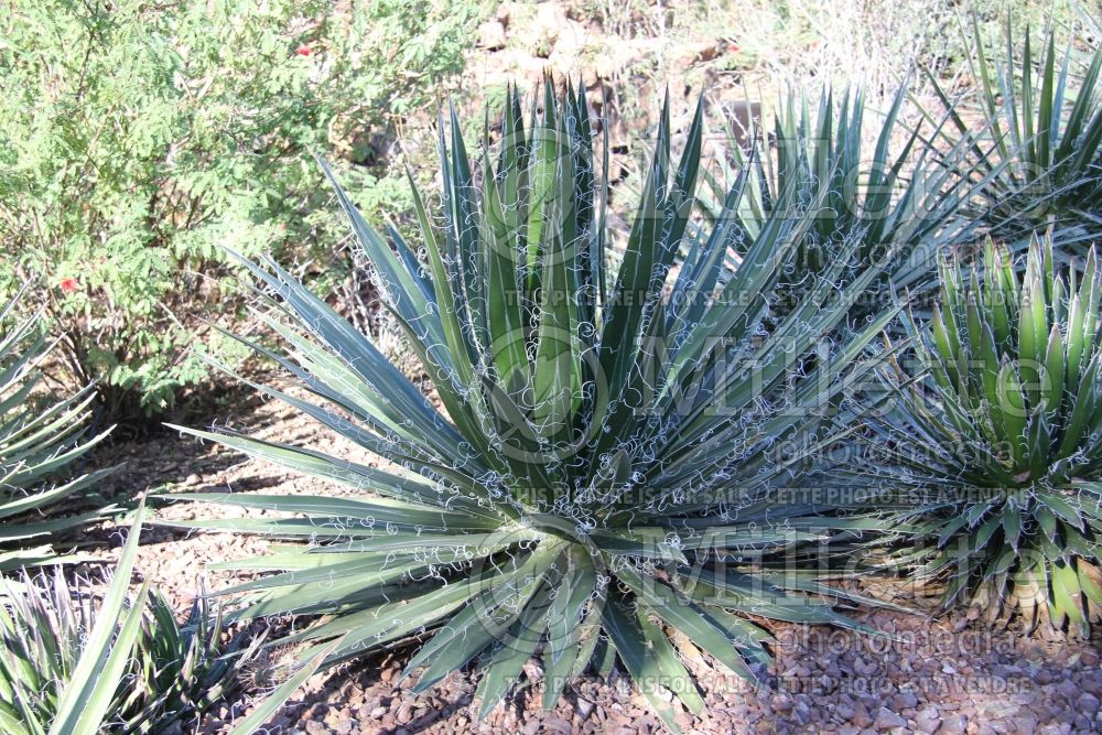 Agave Durango Delight (Thread-leaf  Agave cactus) 2